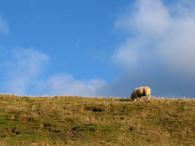 u36/shutterbug1/medium/23644800.PeakDistrictNov120.jpg
