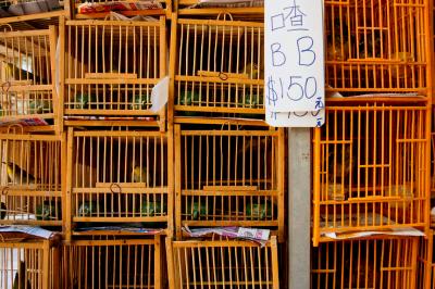 Birds for Sale