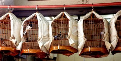 Luxurious Bird Living