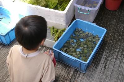 Look Ma! Turtles!