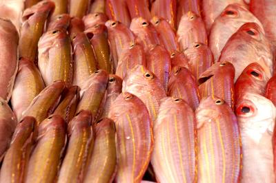 A School of Fish out of the water