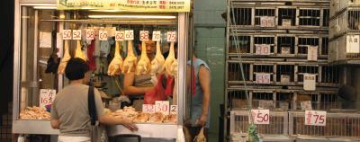 Fresh Chickens for Sale