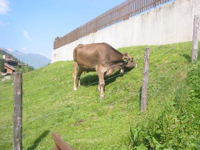 Guest at the swimming pool