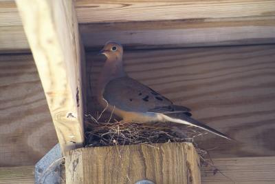 PAPA OR MAMA ? DOVE