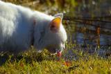 Petrushkas thirsty