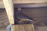 PAPA OR MAMA ? DOVE