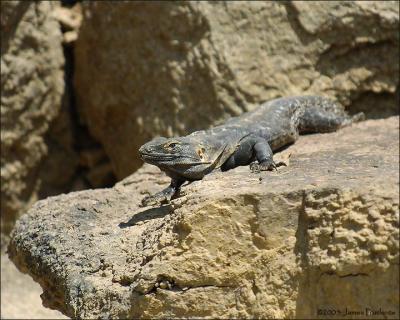 Chuckwalla Lizard