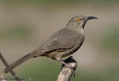 Curvebilled Thrasher