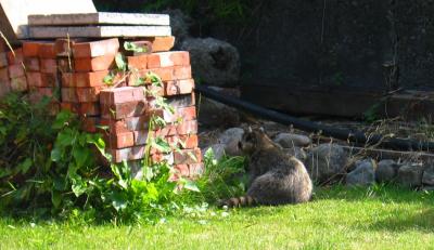 Raccoon in Bron's yard