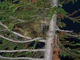 Porcupine, they eat rubber, and have a taste for brake lines, thats why there was chicken wire around the cars!