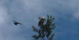 Bald eagle being bombed by a fearless crow!