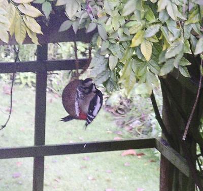 Woodpecker 31 10 03.