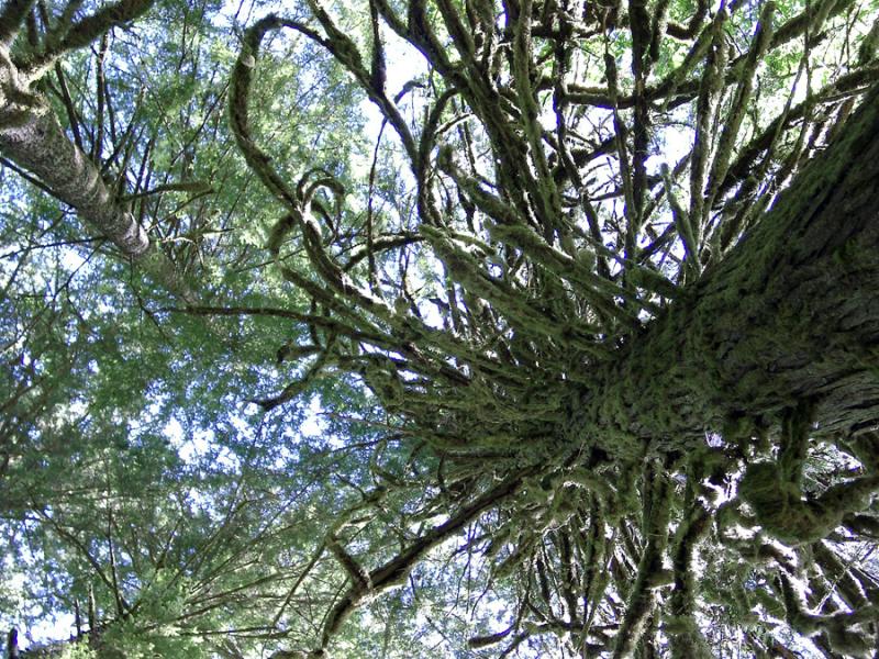 Lofty Mosses