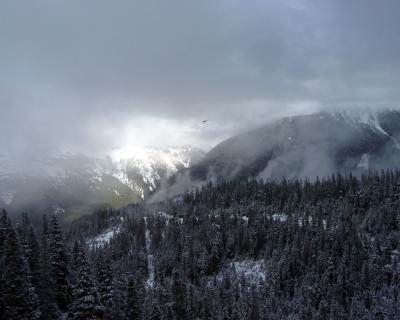 Eagle In The Distance
