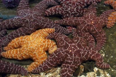 Starfish