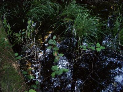 Reflecting Water