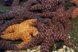 Starfish