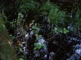 Reflecting Water