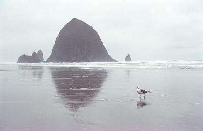 u36/sjseto/medium/24524929.haystackrock_seagull1.jpg