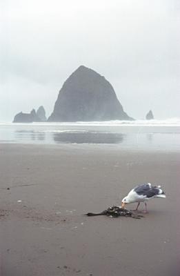 haystackrock_seagull2.jpg