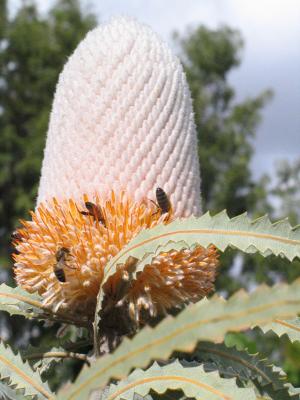 Kula View Botanical Garden