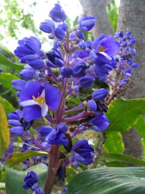 Maui - Kula View - Botanical
