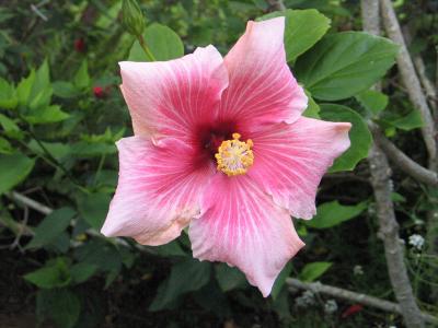 Maui - Kula View - Botanical06 - 600x800.jpg