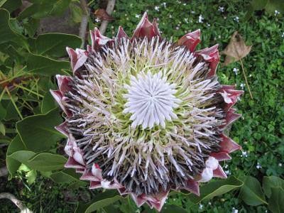 Maui - Kula View - Botanical08 - 600x800.jpg