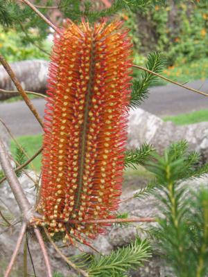 Maui - Kula View - Botanical09 - 800x600.jpg