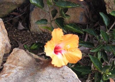 Maui - Kula View - Botanical12 - 600x800.jpg