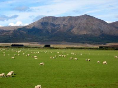 New Zealand's 44 million sheep outnumber humans eleven to one