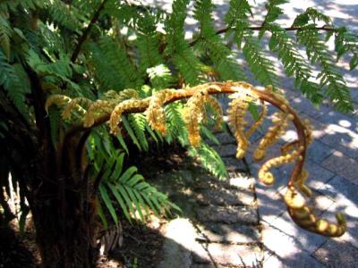The Silver Fern.  See how it curls when it dries up.