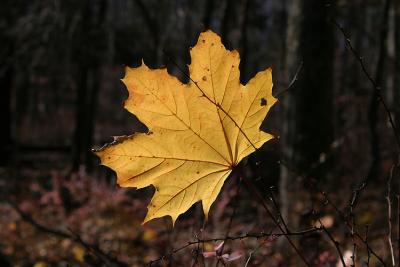 IMG_0115.jpg