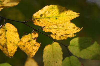 IMG_8241.jpg