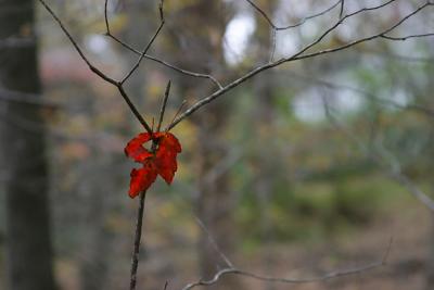 IMG_9235.jpg