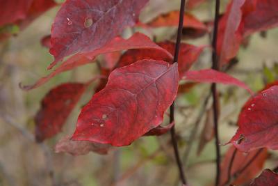IMG_9296.jpg