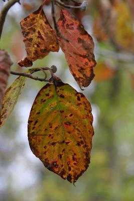 IMG_9310.jpg