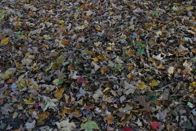 IMG_9355color.jpg
