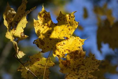 IMG_9388.jpg