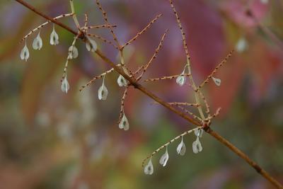 IMG_9493a.jpg
