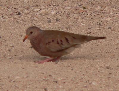 Common Ground Dove