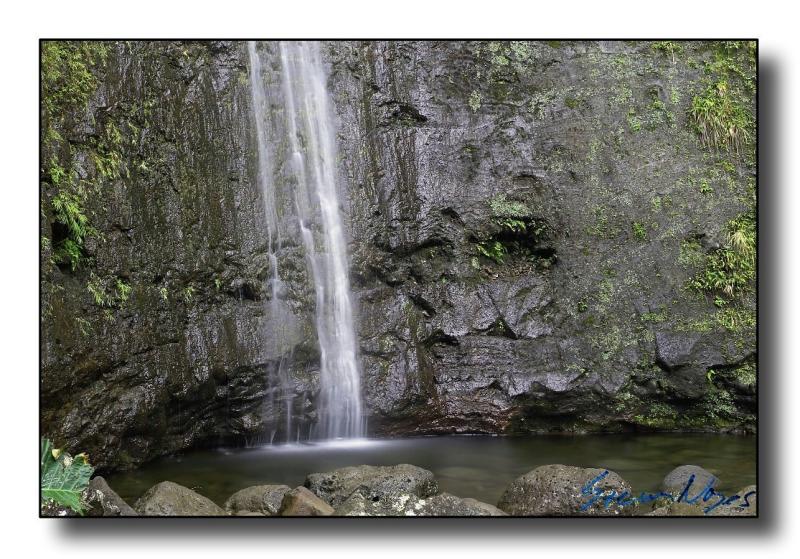 Hawaii: Manoa Falls : Week 10