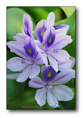 Water Hyacinth  : Week 7