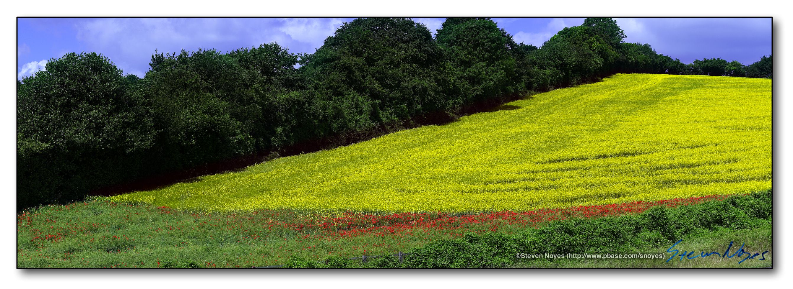 Rapeseed Panoramic : Week 2