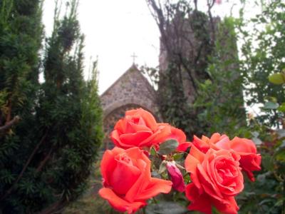 Lynton Church Roses