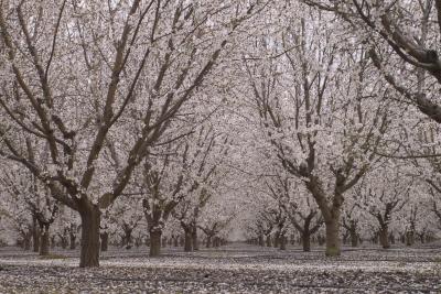 orchard bloom, central valley