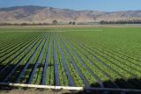 irrigation in californias breadbasket