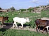 cows in Hampi.jpg