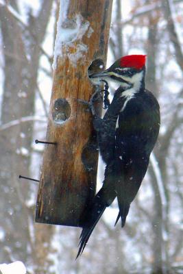 Pileated Woodpecker in Winter.jpg