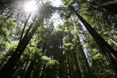 Muir Woods 2005